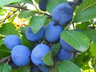 Plum Bluebird
