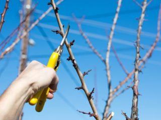 Plum pruning scheme in autumn