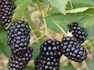 Blackberry Columbia Star
