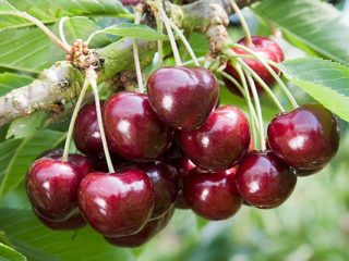 Cherry Ovstuzhenka