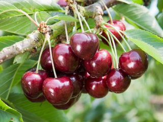 Cherry Drozdovskaya