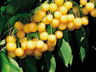 Cherry Rossoshanskaya Golden