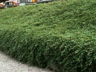 Dummer cotoneaster