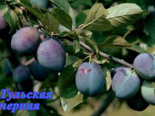 Self-fertile plum varieties for the Leningrad region