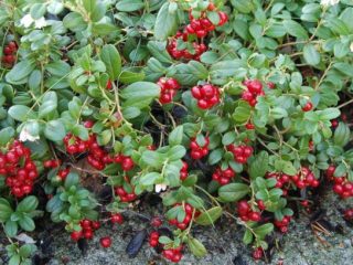 What is the difference between cranberries and lingonberries