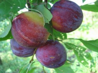 Plum Souvenir of the East