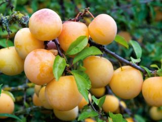 Plum Yakhontovaya
