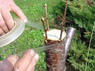 Propagation of plums by root shoots