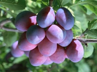 Plum President