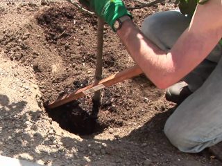 How to plant a plum tree in spring: a step-by-step guide