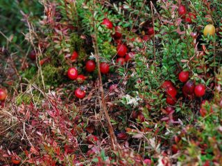Cranberries: how and where they grow, when to collect, when to ripen