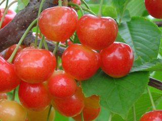 Cherry varieties for the Leningrad region