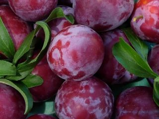 Plum Eurasia