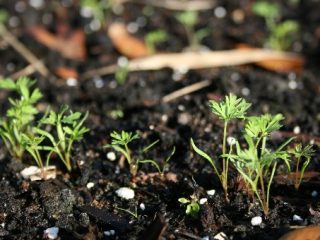 When to plant carrots before winter