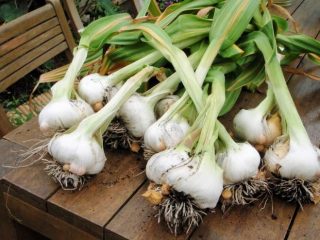 Rocambole: cultivation + photo