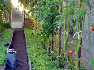 Sowing green manure in a greenhouse in autumn