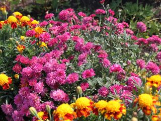 Korean chrysanthemum: cultivation and care