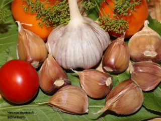Cesnak Bogatyr: opis odrody