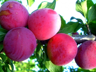 Plum Alyonushka