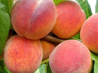 Peach Redhaven