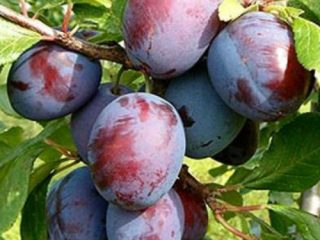 Early Kabardian plum