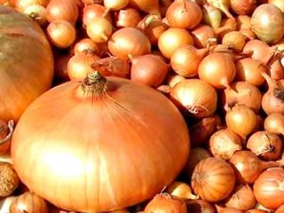 Shakespearova cibuľa: popis odrody + foto