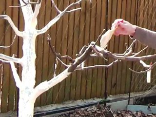 When to whiten fruit tree trunks