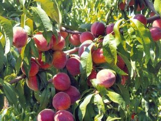 Watering fruit trees in autumn
