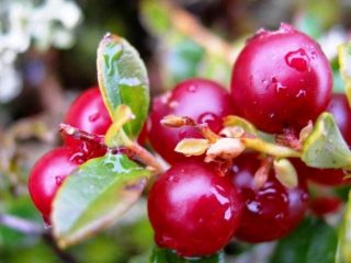 Cranberry: plantio e cuidado em terreno aberto