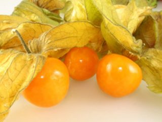 Physalis berry