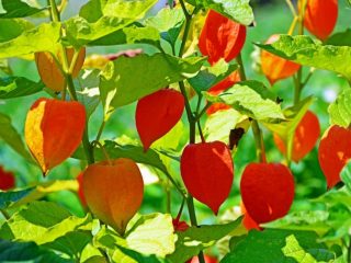 Physalis at home