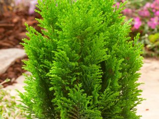 Thuja cypress