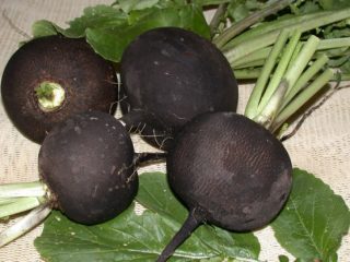 When to remove radishes from the garden for storage