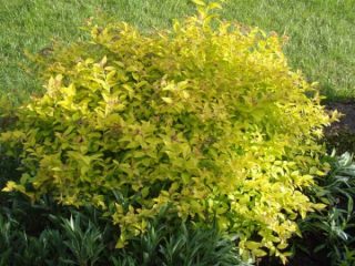 Spiraea Firelight
