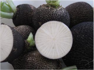 Apakah faedah lobak?