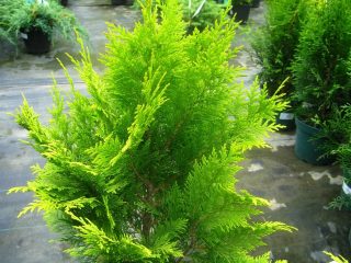 Cypress in landscape design: photos and varieties