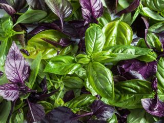 Basil: planting and care in open ground