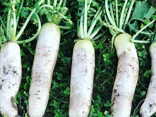 Daikon: beneficial properties and contraindications