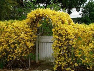 Forsythia medziprodukt: Spectabilis, Linwood, Goldzauber