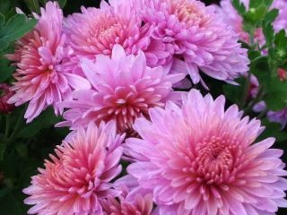 Korean chrysanthemums: perennial, winter-hardy + photo