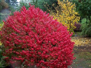 Okrídlený euonymus: Compactus, Chicago fire, Fireball