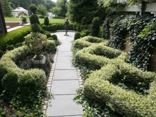 Euonymus Fortune: Smaragdové zlato, Haiti, Harlekýn, Strieborná kráľovná