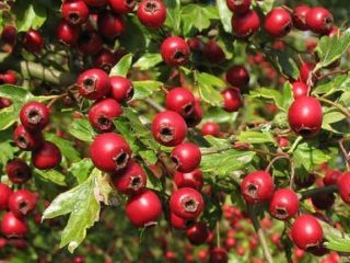 Hawthorn for blood pressure