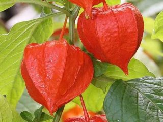 Physalis varieties