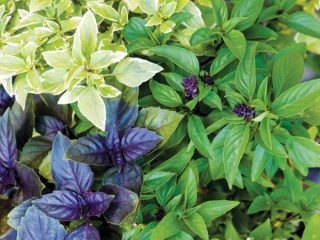 Types and varieties of basil: Rosie, Clove, Yerevan