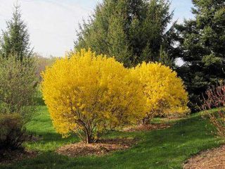 Forsythia Lynnwoodová