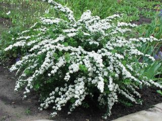 Spirea Snowound: fotografia a popis