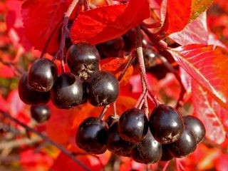 زراعة chokeberry في الخريف