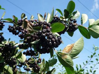 انتشار chokeberry