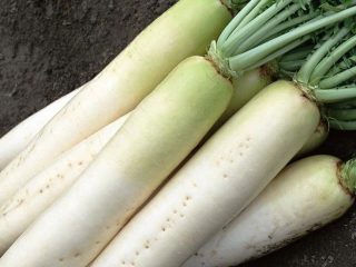 Daikon Minowashi: recenzie, výsadba a starostlivosť